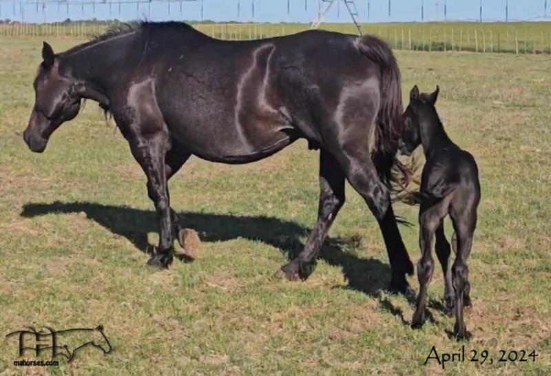 Drifting Dividend MA's 2024 Colt